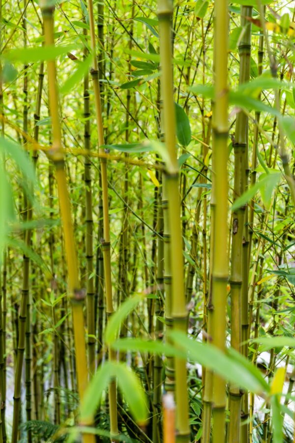 Bamboo Dreams Aroomiõli 50ml