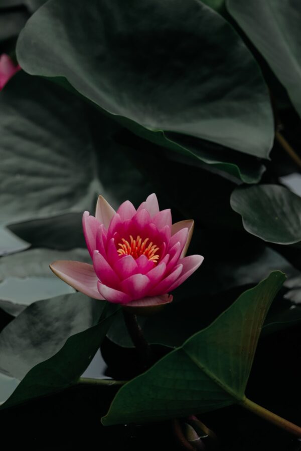 Water Lily Aroomiõli 50ml