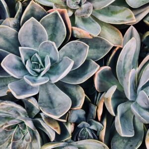 Agave Aroomiõli 50ml