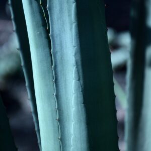 Fresh Aloe Aroomiõli 50ml