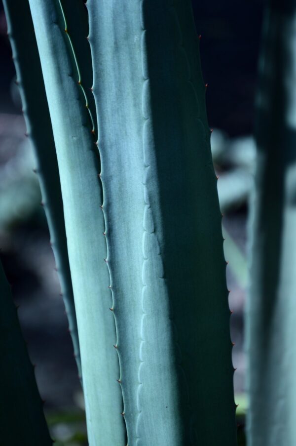 Fresh Aloe Aroomiõli 50ml